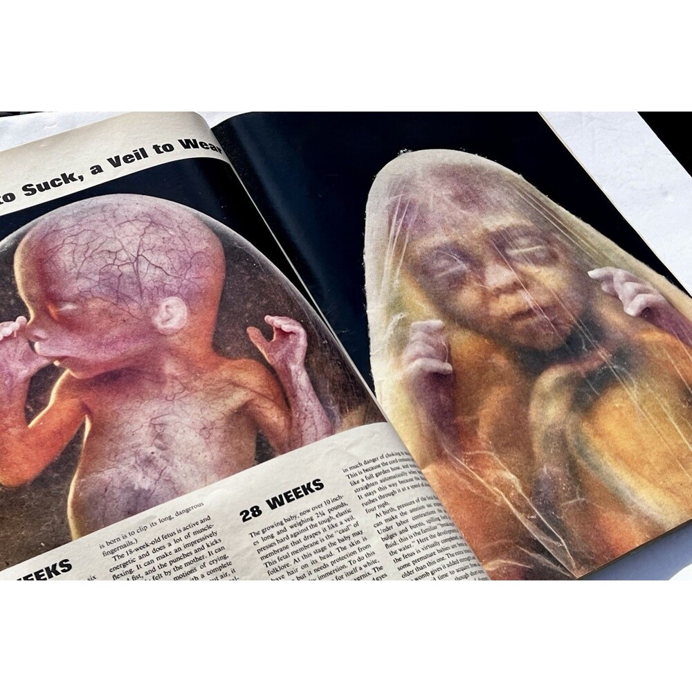 LIFE Magazine April 30, 1965 Drama Of Life Before Birth Issue - Picture 7 of 10